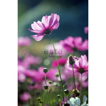 Fototapete Feldblumen Rosa von ESTAhome