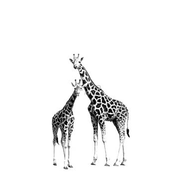 Fototapete Giraffen Schwarz und Weiß von ESTAhome