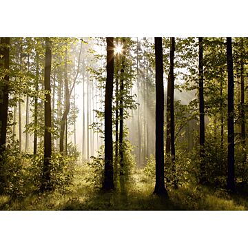 Fototapete bewaldete Landschaft Grün von Sanders & Sanders