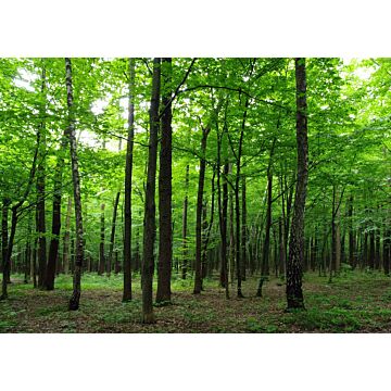 Fototapete bewaldete Landschaft Grün von Sanders & Sanders