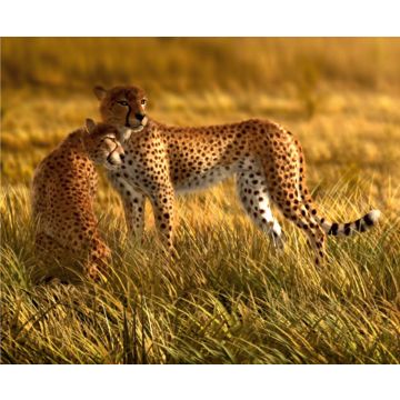 Fototapete Leopard Beige von Sanders & Sanders