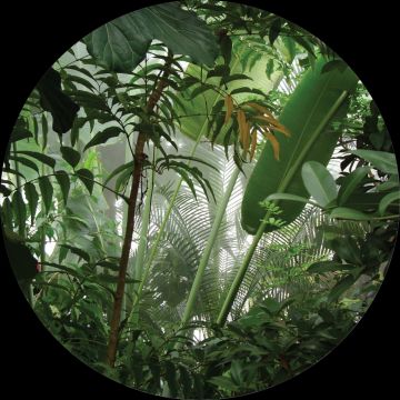 selbstklebende runde Tapete tropische Dschungelblätter Grün von Sanders & Sanders