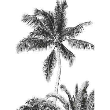 Fototapete Retro Palm Schwarz-Weiß von Komar