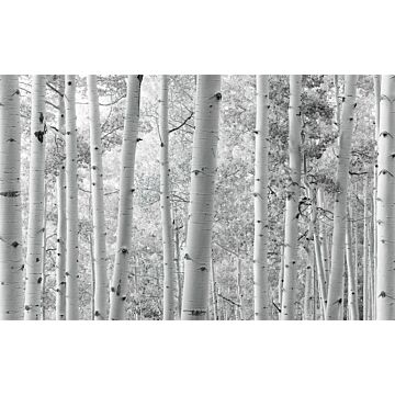Fototapete Wald Schwarz-Weiß von Sanders & Sanders