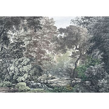 Fototapete Wald Grau von Komar